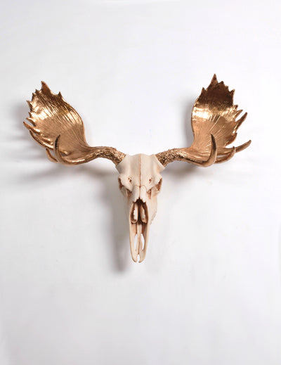 Faux Moose Skull, Natural Color with Gold Antlers
