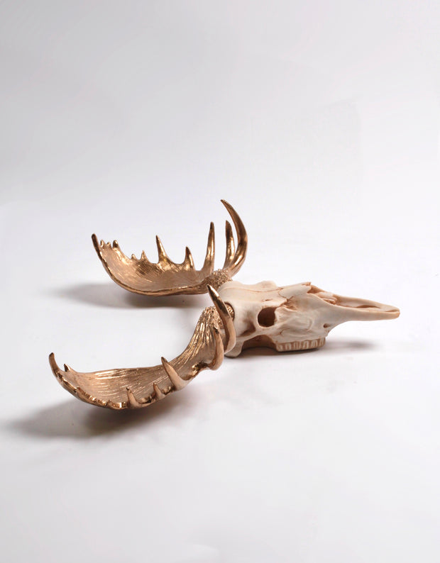 Faux Moose Skull, Natural Color with Gold Antlers