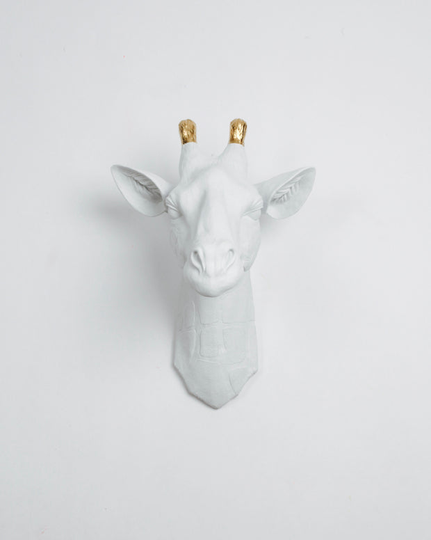 White Giraffe Head Wall Mount with Gold Ossicones / Horns