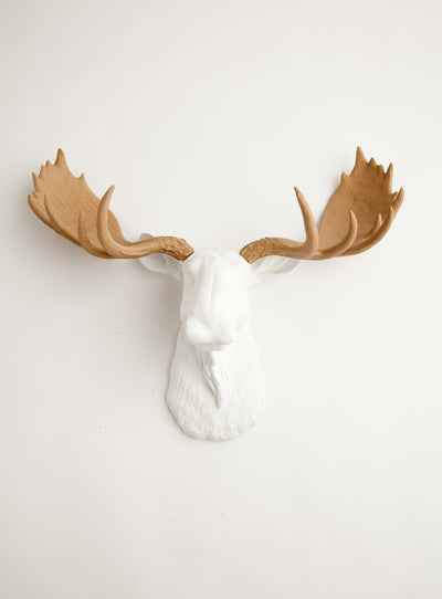 tan antlers & white faux moose head wall mount