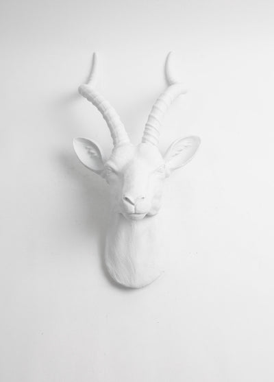 The Franny in White | XL Antelope Head Wall Mount | Gazelle Faux Taxidermy | White Resin