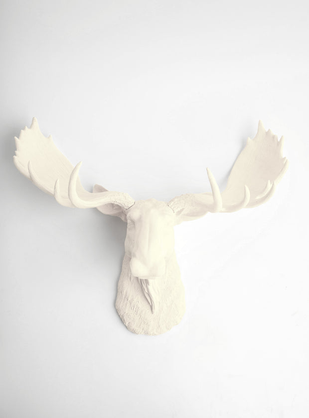 Antique White Faux Moose Head Wall Mount, 18.5" tall, 24.25" wide