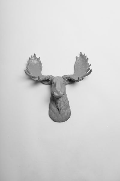 The MINI Wellington | Moose Head | Faux Taxidermy | Grey Resin