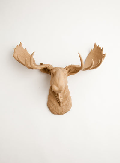 Tan moose head wall mount