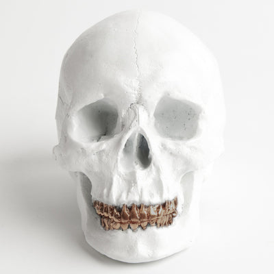 The Fitz in White with Bronze Teeth | Trendy Victorian Gothic Human Skull Art