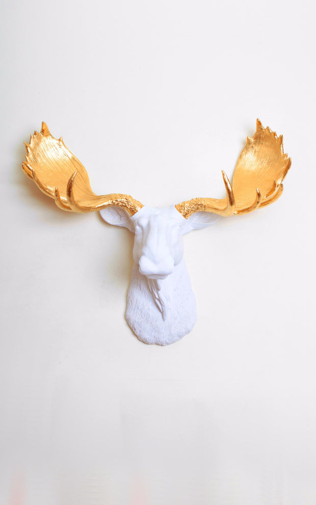 White & Gold Moose Head Wall Mount. Gold Resin Moose Antlers with a white head.