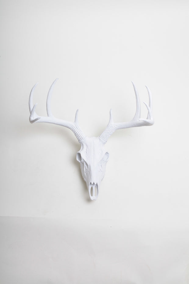 White deer skull wall mount